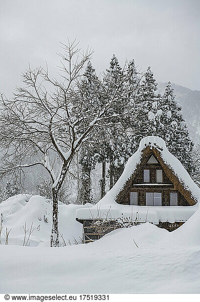 snow covered traditional thatched roof in Japan