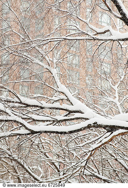 Snow covered tree branches  apartment building in background