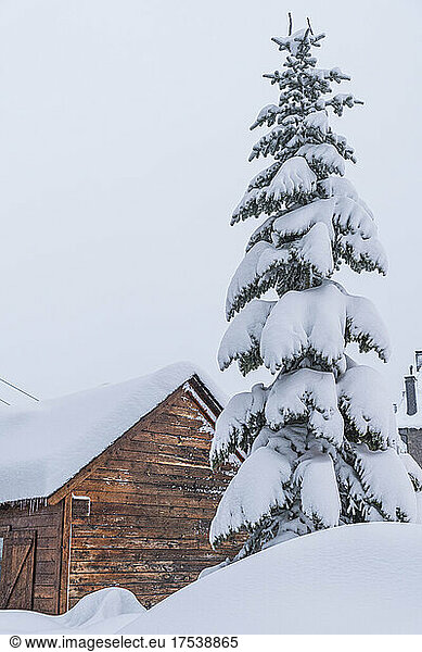 Snow-covered tree in front of wooden hut