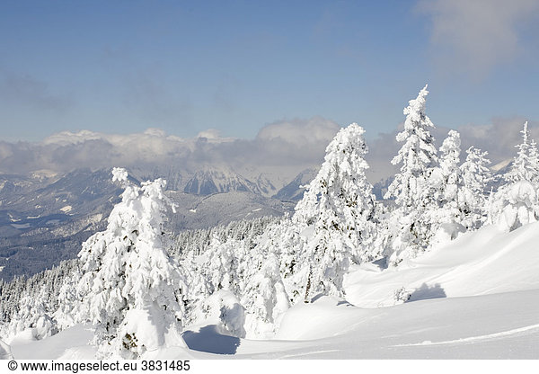 Snow covered trees and behind the montain Rax viewed from the ski area Stuhleck Styria Austria