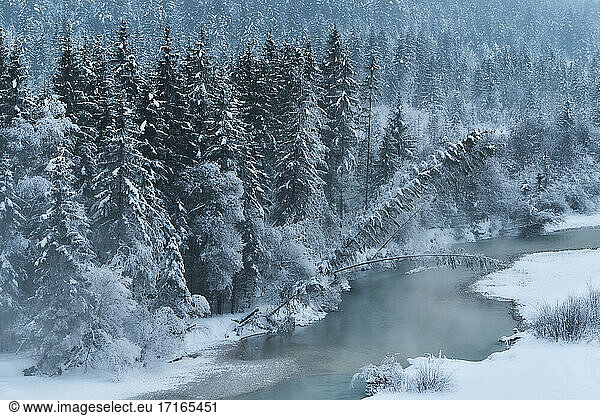Snow covered trees and Isar river  Bavaria  Germany
