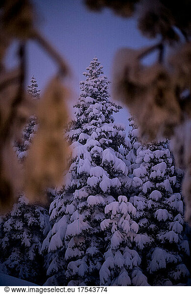 Snow covered trees at dusk