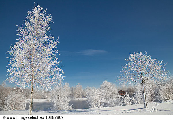 Snow covered trees at lakeshore  Eichenau  Fürstenfeldbruck  Bavaria  Germany