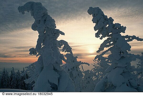 Snow-covered trees at sunset (Europe) (Winter) (Conifer) (Landscape) (horizontal) (Silhouette)  Lusen  Bavarian Forest National Park  Germany  Europe