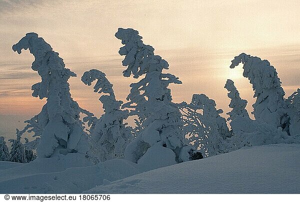Snow-covered trees at sunset (Europe) (winter) (landscapes) (conifers) (landscape) (horizontal)  Lusen  Bavarian Forest National Park  Germany  Europe