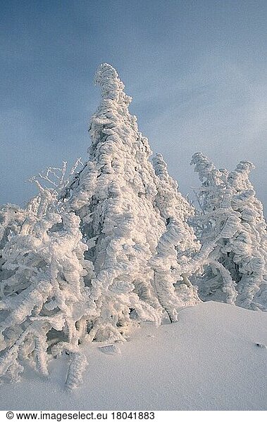 Snow-covered trees (Europe) (landscapes) (conifers) (winter)  Lusen  Bavarian Forest National Park  Germany  Europe