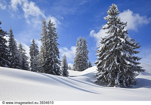 Snow-covered trees in a winter landscape  Bavaria  Germany  Europe