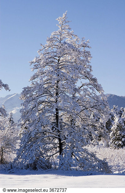 Snow covered trees in the wintertime