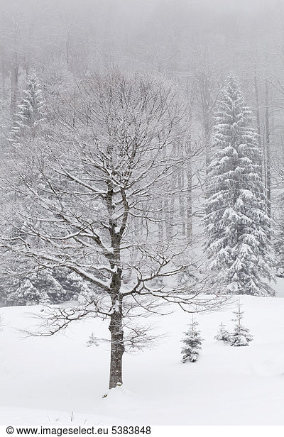 Snow covered trees in winter  Benediktbeuern  Bavaria  Germany  Europe