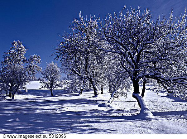 Snow-covered trees in winter landscape  Ratzinger Hoehe  Chiemgau  Upper Bavaria  Germany  Europe