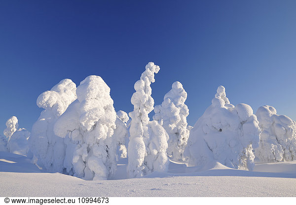 Snow Covered Trees in Winter  Rukatunturi  Kuusamo  Nordoesterbotten  Finland