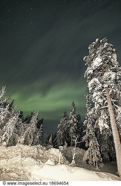 Snow covered trees under Aurora Borealis in sky at night