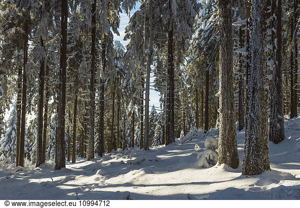 Snow Covered Winter Forest. Grosser Feldberg  Frankfurt  Taunus  Hesse  Germany