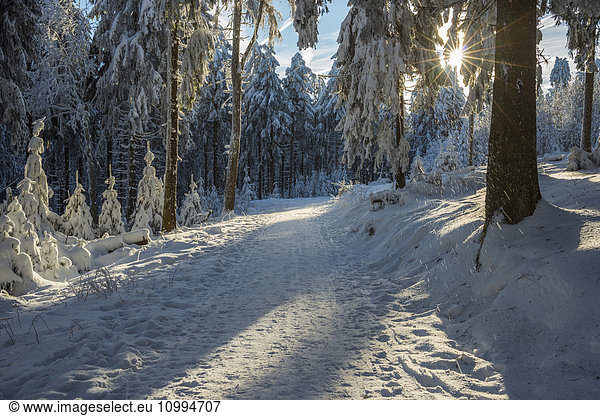 Snow Covered Winter Forest with Path and Sun  Grosser Feldberg  Frankfurt  Taunus  Hesse  Germany