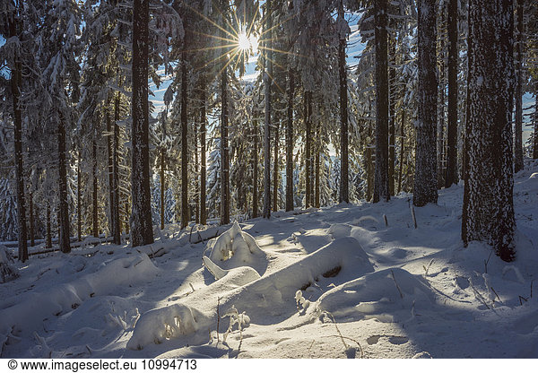 Snow Covered Winter Forest with Sun  Grosser Feldberg  Frankfurt  Taunus  Hesse  Germany
