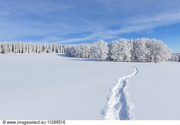 Snow Covered Winter Landscape with Snowshoe Trail  Schauinsland  Black Forest  Freiburg im Breisgau  Baden-Wurttemberg  Germany
