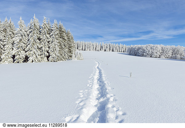Snow Covered Winter Landscape with Snowshoe Trail  Schauinsland  Black Forest  Freiburg im Breisgau  Baden-Wurttemberg  Germany