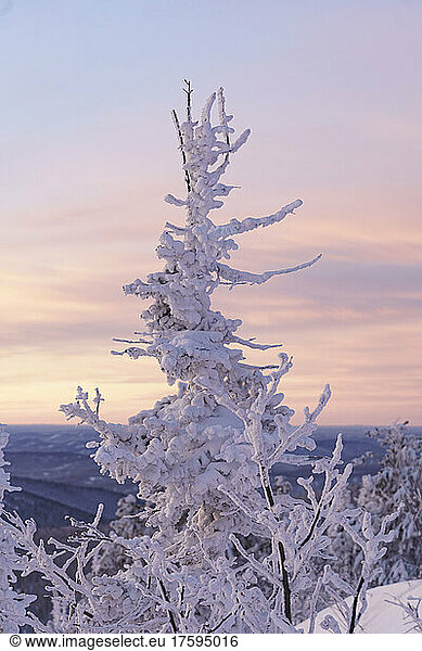 Snow covering trees in front of sky at sunrise
