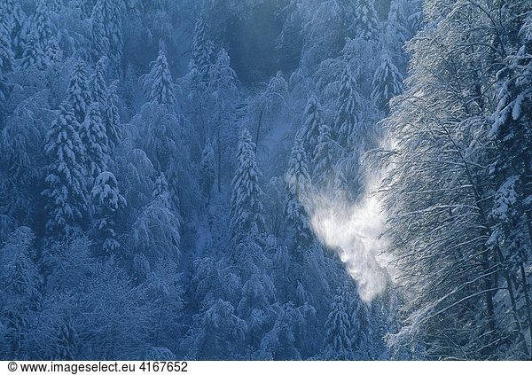 Snow falling from a tree catching a shaft of sunlight in front of dark snow covered trees in a wintry Black Forest  Baden-Wuerttemberg  Germany