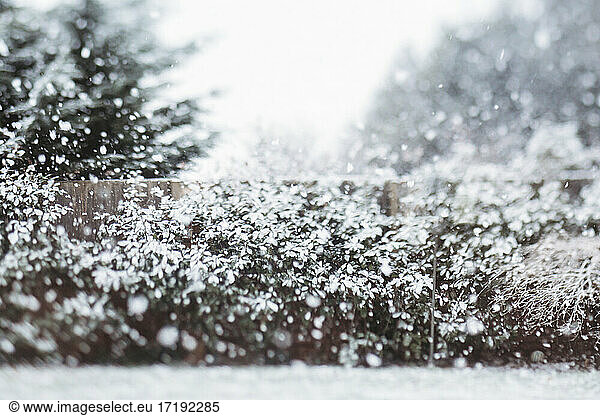 Snow falling in backyard against backdrop of trees