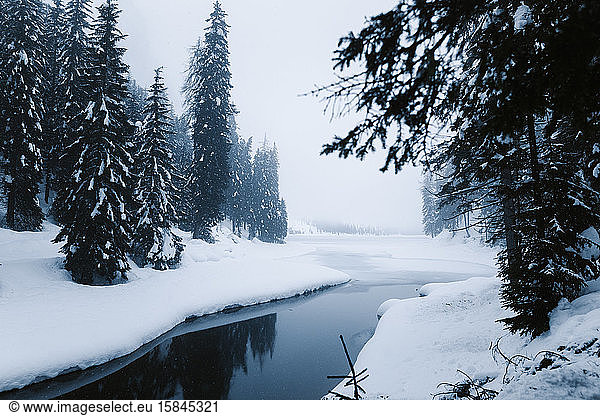 Snow forest and river on a cold winter day