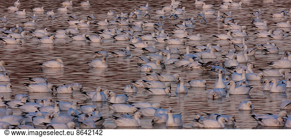 Snow geese  Bosque Del Apache National Wildlife Refuge  New Mexico  USA