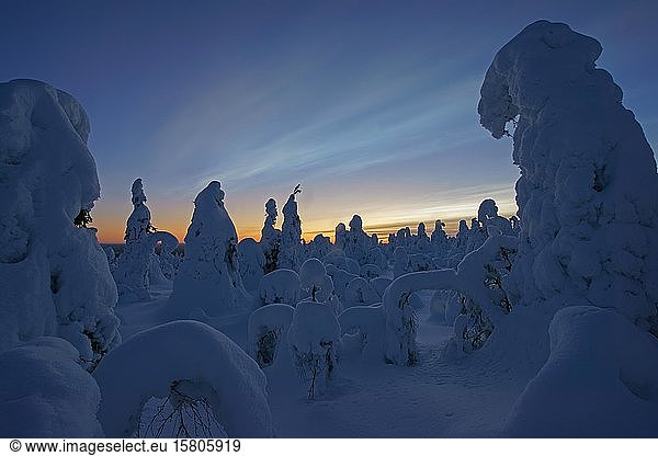 Snow landscape  Kuntivaara  Finland  Europe