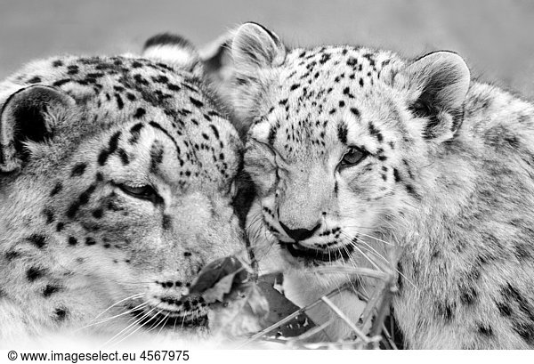 Snow Leopard mom and cub