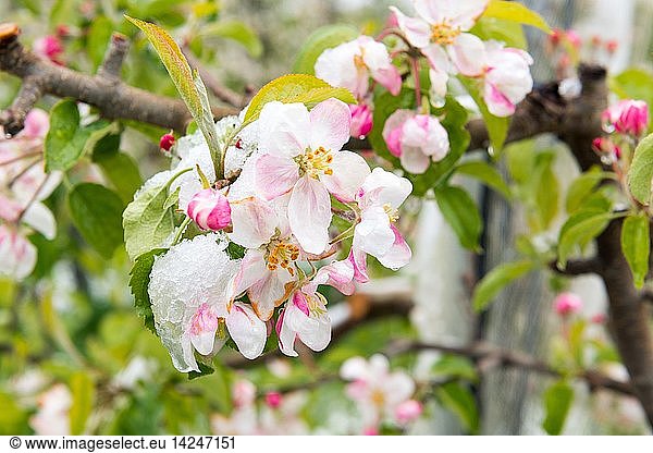 Snow on apple blossoms in an unusually cold spring day  Non Valley  Trentino  Italy  Europe