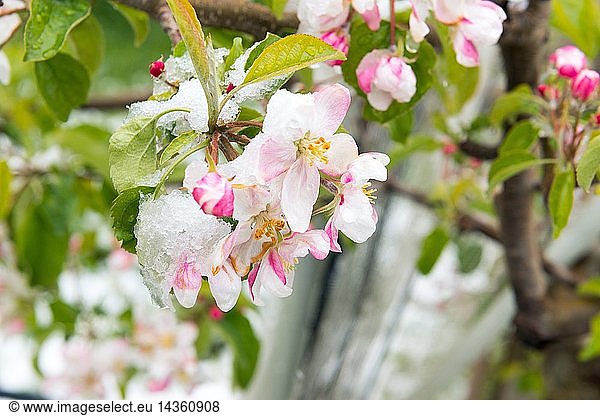 Snow on apple blossoms in an unusually cold spring day  Non Valley  Trentino  Italy  Europe