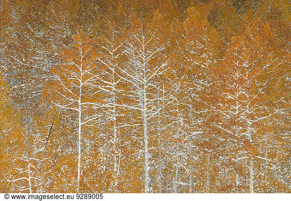 Snow on autumn on the foliage and branches of aspen trees in a national forest.