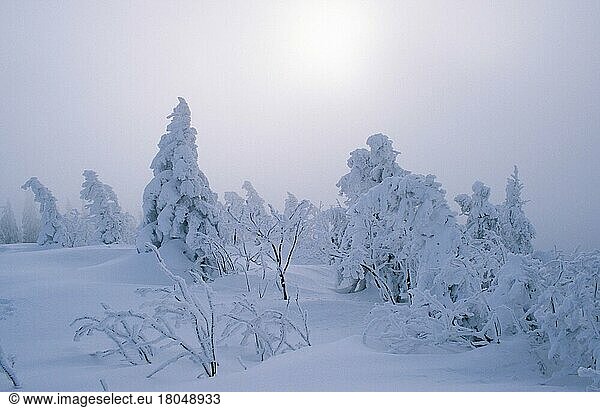 Snowcovered Trees in mist  Snowcovered trees in mist (haze) (haze) (Europe) (winter) (landscapes) (landscape) (horizontal)  Lusen  Bavarian Forest National Park  Germany  Europe