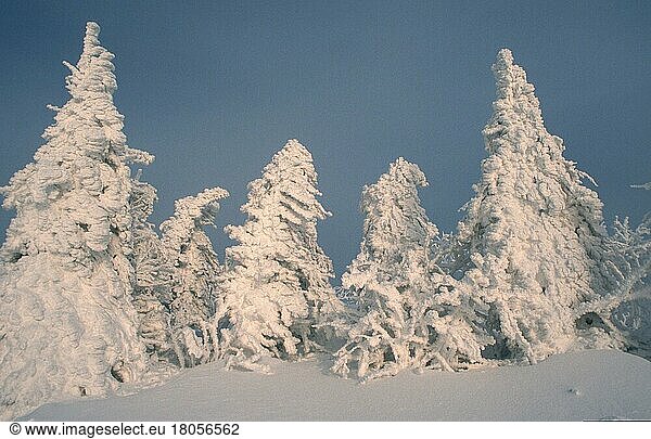 Snowcovered Trees  Schneebedeckte Bäume (Europa) (Winter) (Landschaften) (landscapes) (Nadelbäume) (Nadelbaum) (Querformat) (horizontal)  Lusen  Nationalpark Bayerischer Wald  Deutschland  Europa