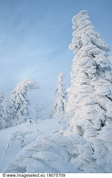 Snowcovered Trees  Schneebedeckte Bäume (Landschaften) (landscapes) (Himmel) (sky) (Europa) (Winter) (coniferous) (Nadelbaum) (Nadelbäume)  Lusen  Nationalpark Bayerischer Wald  Deutschland  Europa