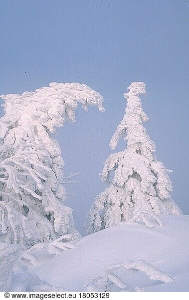 Snowcovered Trees  Snowcovered Trees (sky) (Europe) (winter) (landscapes) (deciduous) (conifer) (conifers)  Lusen  Bavarian Forest National Park  Germany  Europe