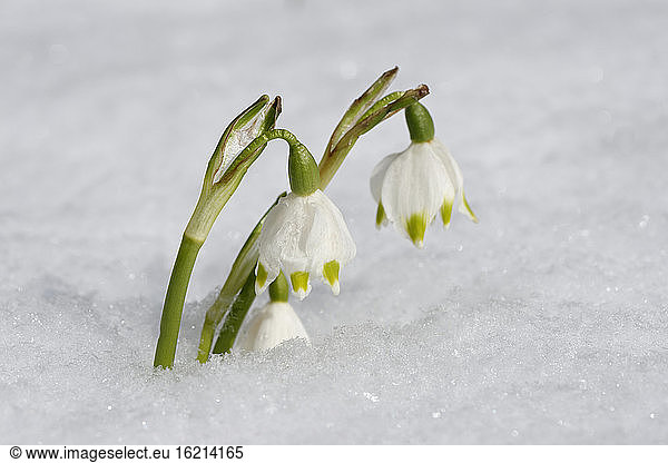 Snowdrop flower in winter  close up