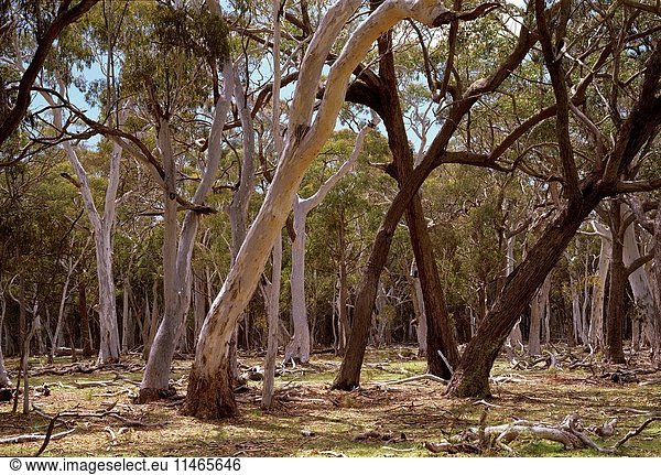 Snowgums  Eucalyptus pauciflora  and Silver top stringybark  Eucalyptus laevopinea  with dark trunks  in open forest  with grassy understory. Coolah Tops National Park  New South Wales  Australia. (Photo by: Auscape/UIG)