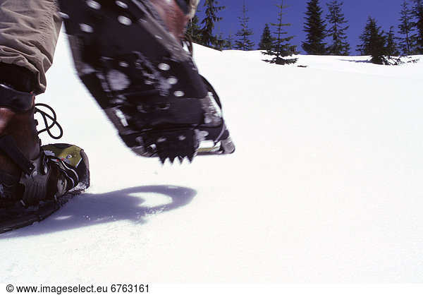 Snowshoer Mt. Elphinstone Roberts Creek along the Sunshine Coast British Columbia