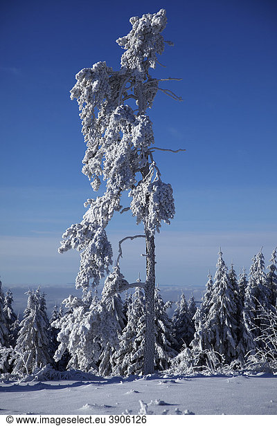 Snowy and icy trees in winter  Black Forest  Baden-Wuerttemberg  Germany  Europe