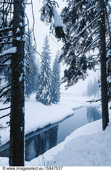 snowy forest and river on a cold winter day