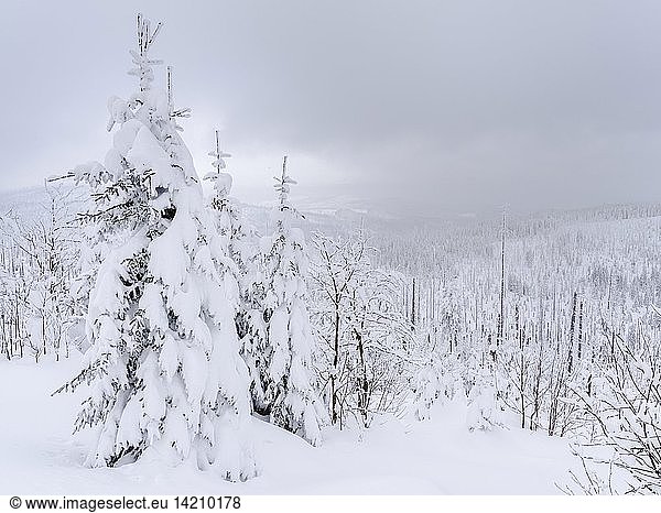 Snowy forest in the National Park Bavarian Forest (Bayerischer Wald) near mount Lusen in the deep of winter. Europe  Germany  Bavaria  January
