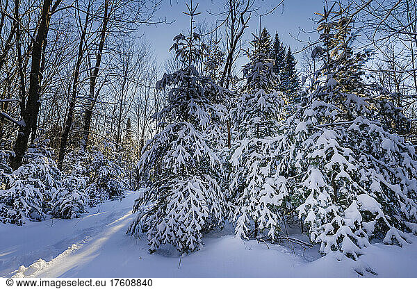 Snowy landscape in the Laurentides; Quebec  Canada