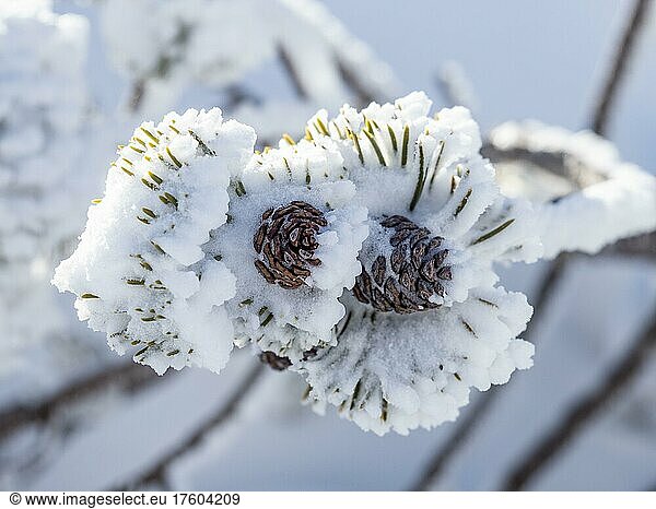 Snowy mountain pine (pinus mugo)  Tauplitzalm  Styria  Austria  Europe