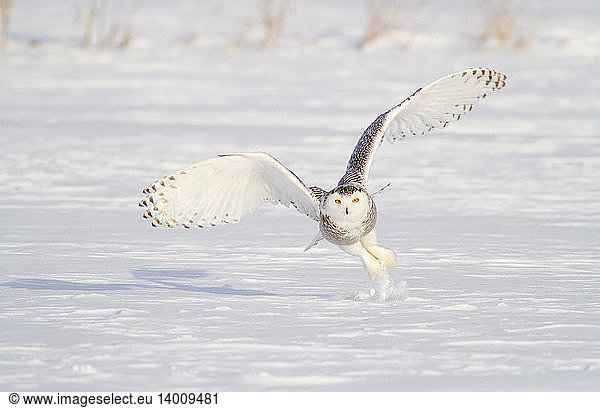 Snowy Owl Capturing Prey