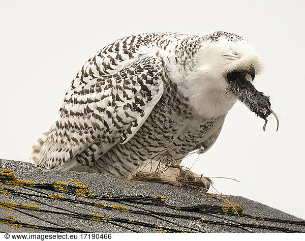 Snowy Owl eats rodent while perched on Roof