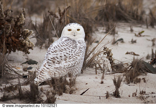 Snowy Owl steht an einem Sandstrand.