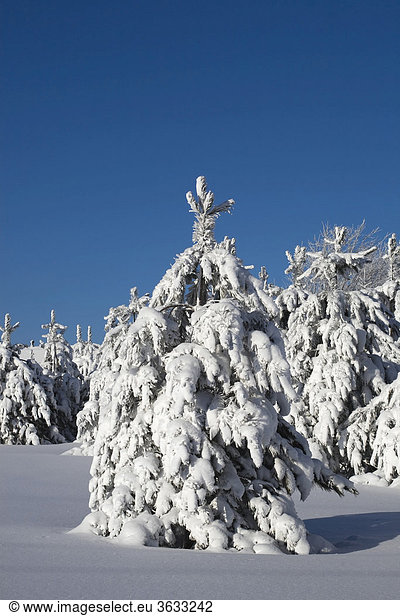 Snowy trees in winter  Canada