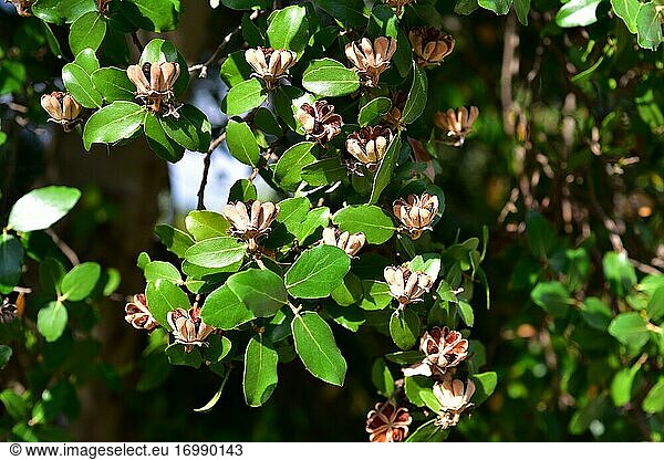 Soap bark tree (Quillaja saponaria) is an evergreen tree endemic to central Chile. Its bark contains saponin used in cosmetics  pharmacy and industry. Fruits and leaves.