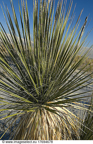 Soaptree Yucca leaves - White Sands NM New Mexico ; Leaves used by Amerindians to make sandals  cloth and cords. Roots used as the soap and shampoo.