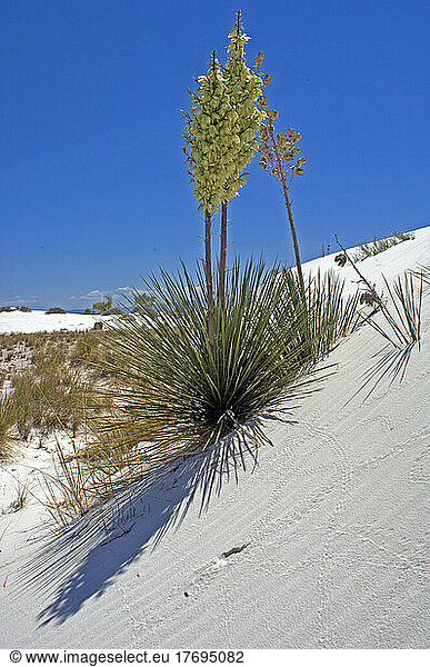 Soaptree Yucca on sand dune - White Sands NM New Mexico